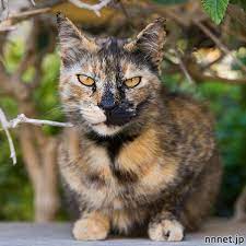 koti voyaki おしゃれまとめの人気アイデア pinterest 貝貝 程 猫 画像 猫 ねこ