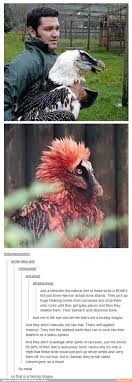 Metal Bird Dragons Tumblr Animals Cute Animals Funny Animals