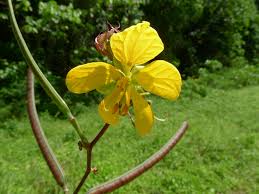 Image result for Senna occidentalis