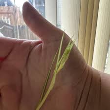 Image result for Chlorophytum subpetiolatum