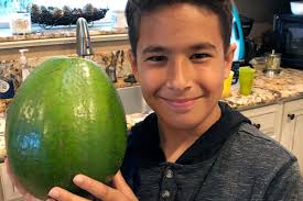 Member of parliament for bromsgrove; Huge Avocado Nearly 15 Times Heavier Than Usual Sets New Guiness World Record London Evening Standard Evening Standard
