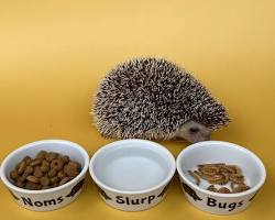 ceramic hedgehog food bowlの画像