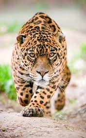 Maybe you would like to learn more about one of these? Free Download Jaguar Informacin Y Caractersticas Biologa 400x640 For Your Desktop Mobile Tablet Explore 93 Jaguares Wallpapers Jaguar Wallpaper Jaguares Wallpapers Jaguar Animal Wallpaper