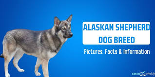 Alaskan shepherd dogs are similar to their parents, the german shepherd and the alaskan the alaskan shepherd dog needs lots of mental stimulation, physical activity, and regular coat. Alaskan Shepherd Dog Breed Pictures Facts Information