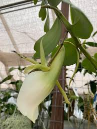 Image result for Angraecum infundibulare
