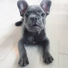 Explore 80 listings for blue pied french bulldog for sale at best prices. Blue Fawn French Bulldog Puppies Askfrenchie Com
