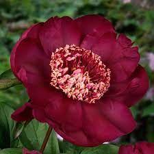 Paeonia Lactiflora Nippon Beauty Buy Peonies At Coolplants