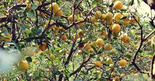 Penyelesaian masalah oleh anggota korps sendiri sehingga diragukan objektivitasnya. 9 Arti Mimpi Makan Buah Jeruk Menurut Primbon Jawa Dokumentasi Liestanti Anexia
