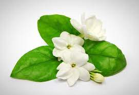 Pin On Moringa Young
