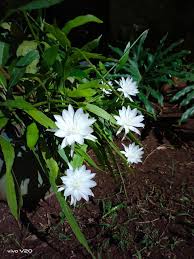 Maybe you would like to learn more about one of these? 6 Daftar Tanaman Bunga Terunik Dan Tercantik Di Dunia