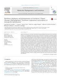 Image result for Eriochrysis pallida