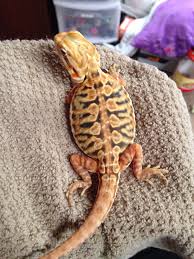 Silkback Bearded Dragon Bearded Dragon Bearded Dragon Colors Bearded Dragon Care