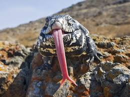 Argentine Black And White Tegu For Sale Ontario Argentine Black And White Tegu Tongue Reptiles Tegu Lizard Amphibians