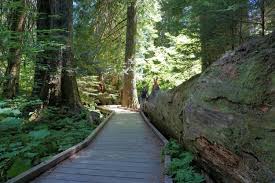 Grove of the patriarchs loop stands as one of the most leisurely hikes in mount rainier national park and will take you through some of the greenest forests you've ever seen. Hiking The Grove Of The Patriarchs Loop Pacific North Wanderers