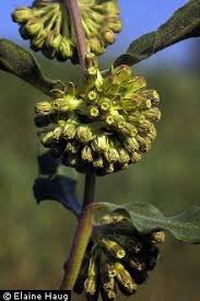 Green Comet Milkweed Appropriate For Ny Asclepias Milkweed Plants