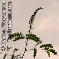 Image result for Entada stuhlmannii