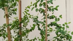 Pokok bidara epal cepat berbuah, tanam dalam pasu pun boleh berbuah, buah rasa masam masam manis. Ingin Gunakan Daun Bidara Untuk Usir Jin Begini Caranya Banjarmasin Post