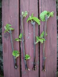 Image result for grapevine cuttings
