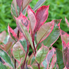 Care of the plant photinia serrulata or chinese photinia. Photinia Fraseri Louise Variegated Red Robin Plants Garden Plants