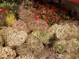 Welcome to kedai bunga www.flowerboutique.my. Kedai Bunga Hidup Segar Harga Borong Di Petaling Street Pasar Seni Kuala Lumpur Farah Dafri