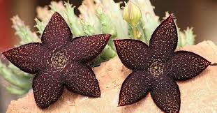 Image result for Tridentea