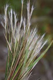 Image result for Andropogon ligulatus