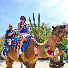 Their long strides and strong humps make their ride a unique experience. Pin On Summer Inspo