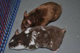 Are Black And White Syrian Hamsters Rare Angelichamsters Chocolate Ds Sh Chocolate Sh Satin With Images Cute Hamsters Syrian Hamster Pet Rodents
