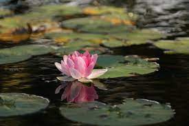 We did not find results for: Different Types Of Lotus Flowers You Can Grow At Home Pansy Maiden