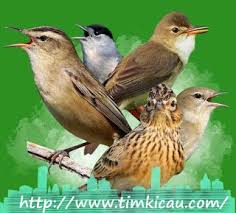 6 Jenis Uara Burung Mancanegara Mantep Tenan Buat Masteran Burung Jenis Suara