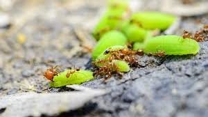Well, thank goodness for the internet! What Are The Effective Ways To Remove Ants On Tomato Plants