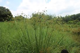 Image result for Cyperus margaritaceus