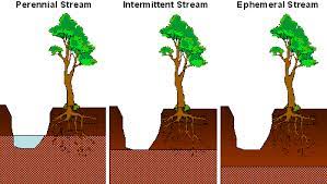 Stream (bed and bank) riparian zone: Arizona S Riparian Areas
