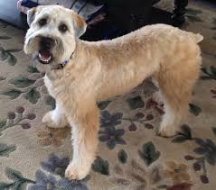Pin On Wheaten World