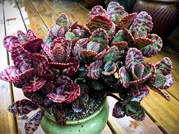Image result for Kalanchoe humilis