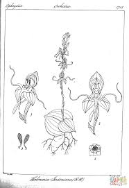 Image result for Habenaria peristyloides