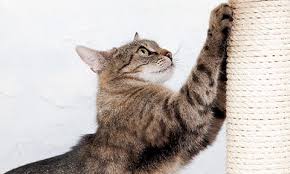 A cat tree tower or cat condo can provide a great opportunity for playing, jumping while a cat scratching post is a great way to redirect unwanted clawing. Diy Cat Scratching Post Stretch Claw The Natural Way Purina