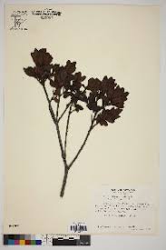 Image result for Myrica chimanimaniana