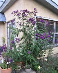 Ironweed – Hawthorn Farm