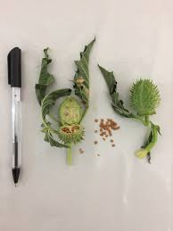 Image result for Datura