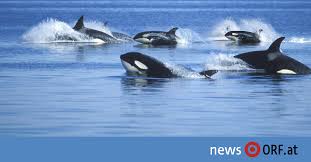 Ab gaggenau wird die strecke zunehmend zwischen der murg und dem. Ungewohnlich Orca Attacken Auf Boote Vor Spanien News Orf At