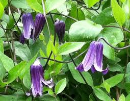 Maybe you would like to learn more about one of these? Rooguchi Clematis Gorgeous Purple Bell Shaped Flowers