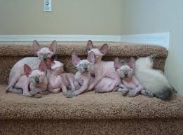 Luckily the seven inch arrow deflected off her skull. Sphynx Kittens For Sale Near Me Petfinder