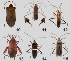 Image result for Nicolasia stenoptera