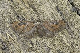 Image result for Eupithecia icterata