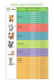 But a 12 year old mastiff seems much more common than a 28+ year old cat. How To Calculate Cat Years To Human Years Calculator Chart