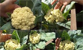 Resepi biskut bangkit cheese, resepi biskut badam, resepi biskut, resepi biskut oat, resepi biskut oya, resepi biskut arab, resepi biskut mi. Tanam Bunga Kobis Dalam Plastik Beras Je Tak Sampai 3 Bulan Dah Boleh Tuai Impiana