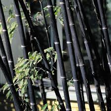 Black Bamboo Plants For Sale Plants B Bambusa Page 1 Bamboo Seeds Moso Bamboo Seeds Plants