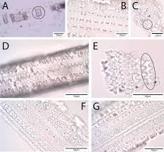 Image result for Sorghastrum stipoides