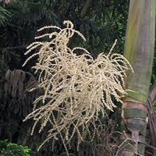 Image result for Archontophoenix alexandrae